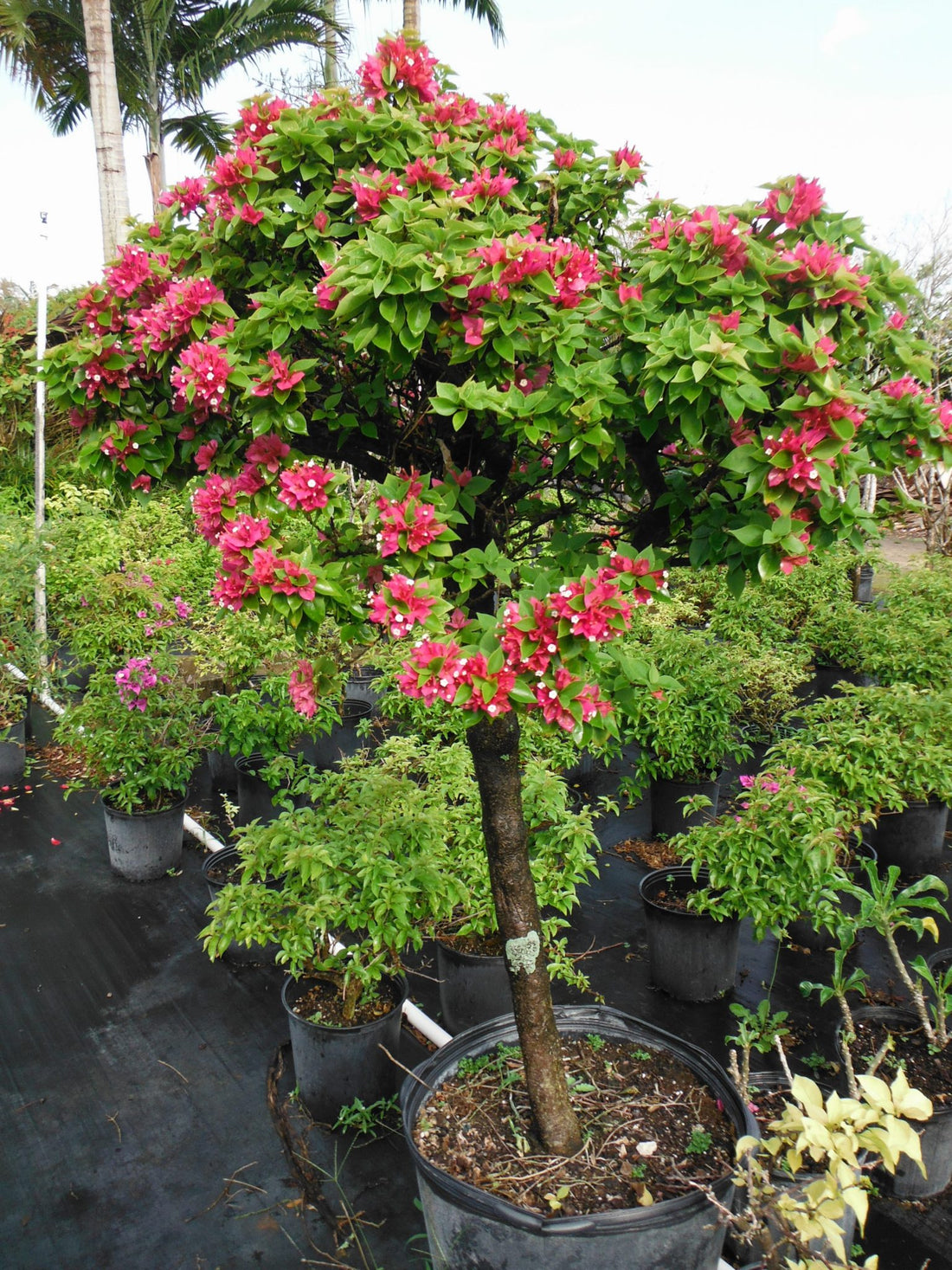 Bougainvillea Pixie Pink (Bougainvillea glabra) - Ladybird Nursery