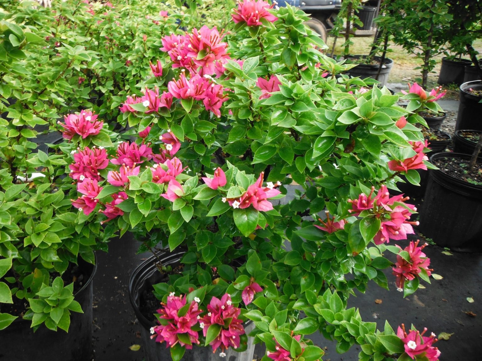 Bougainvillea Pixie Pink (Bougainvillea glabra) - Ladybird Nursery