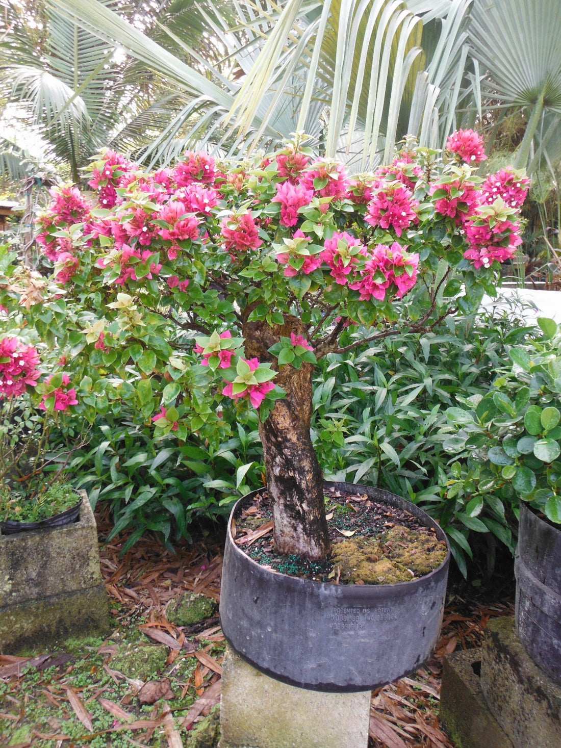 Bougainvillea Pixie Pink (Bougainvillea glabra) - Ladybird Nursery