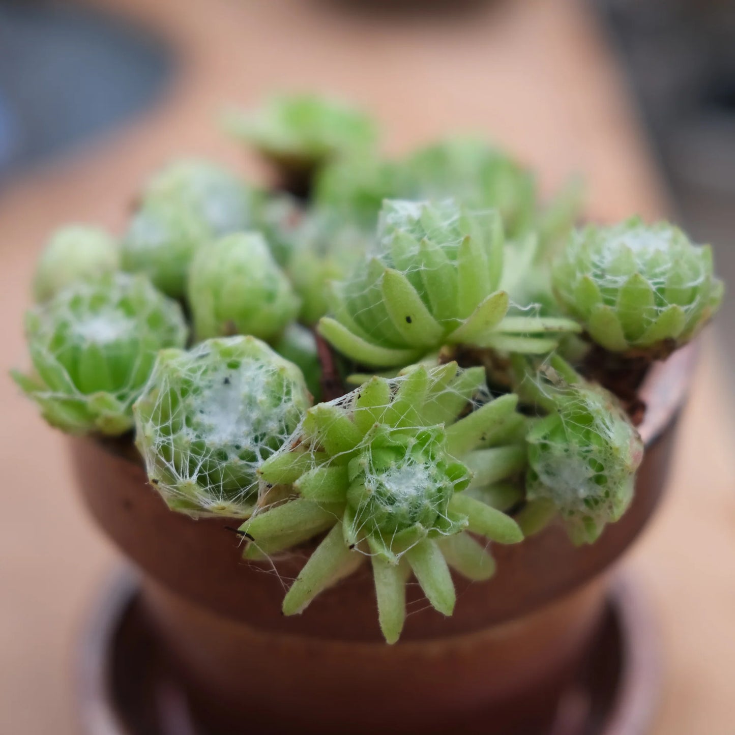 Hens and Chicks (Echeveria Zorro)