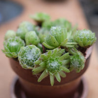 Hens and Chicks (Echeveria Zorro)