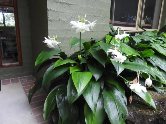 Amazon Lily (Eucharis grandiflora)