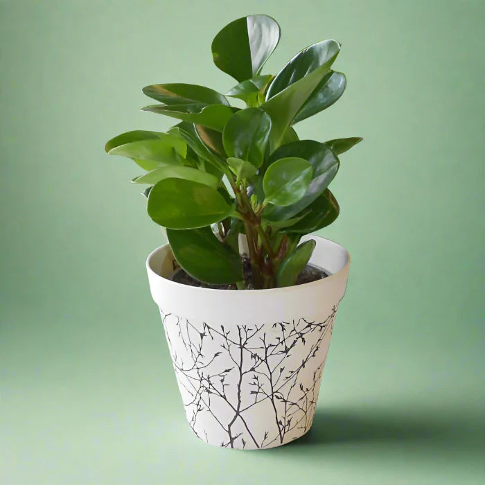 Baby Rubber Plant Variegated (Peperomia obtusifolia)
