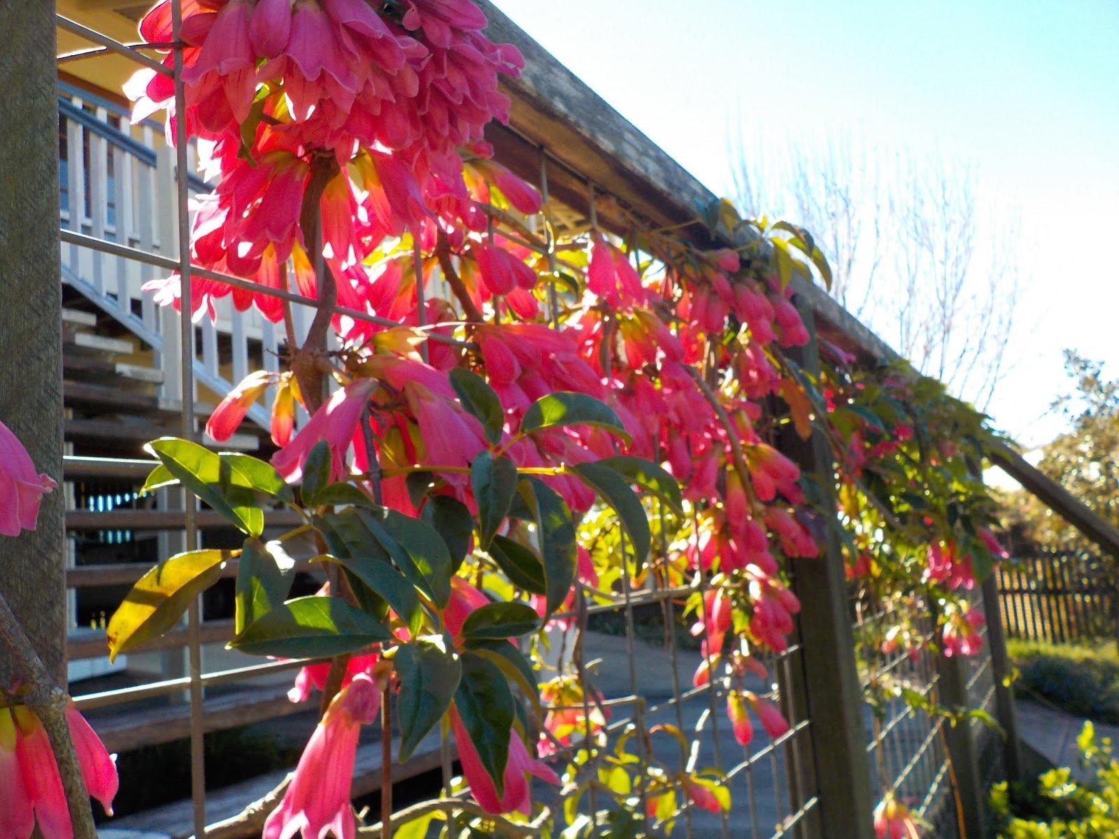 Roaring Meg (Tecomanthe sp.) - Ladybird Nursery