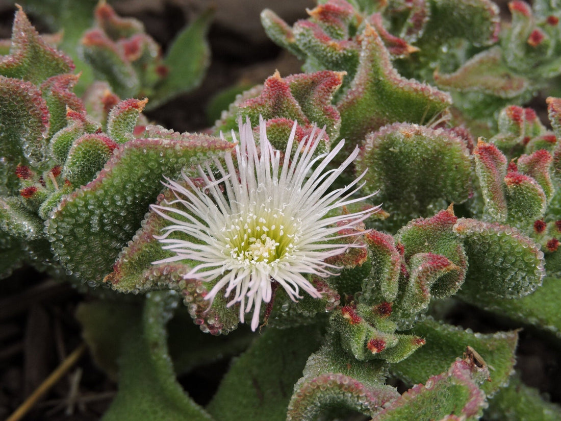Ice Plant White (Mesembryanthemum spp.) - Ladybird Nursery