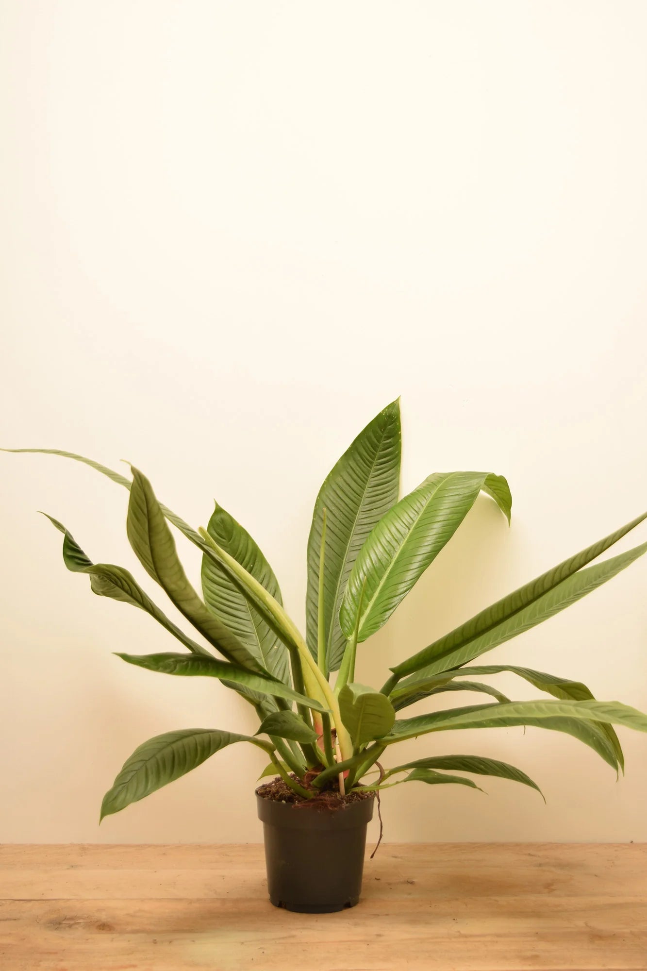 Philodendron Lynette