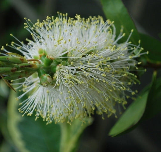 Bottlebrush White Anzac 140mm Pot (Callistemon citrinus)