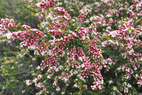 Thryptomene Pink (Thryptomene spp.)