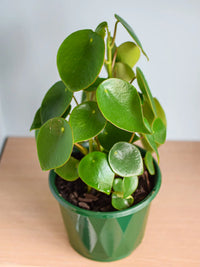 Peperomia Coin Leaf (Peperomia polybotrya) - Ladybird Nursery