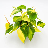 Philodendron Brasil (Philodendron hederaceum)
