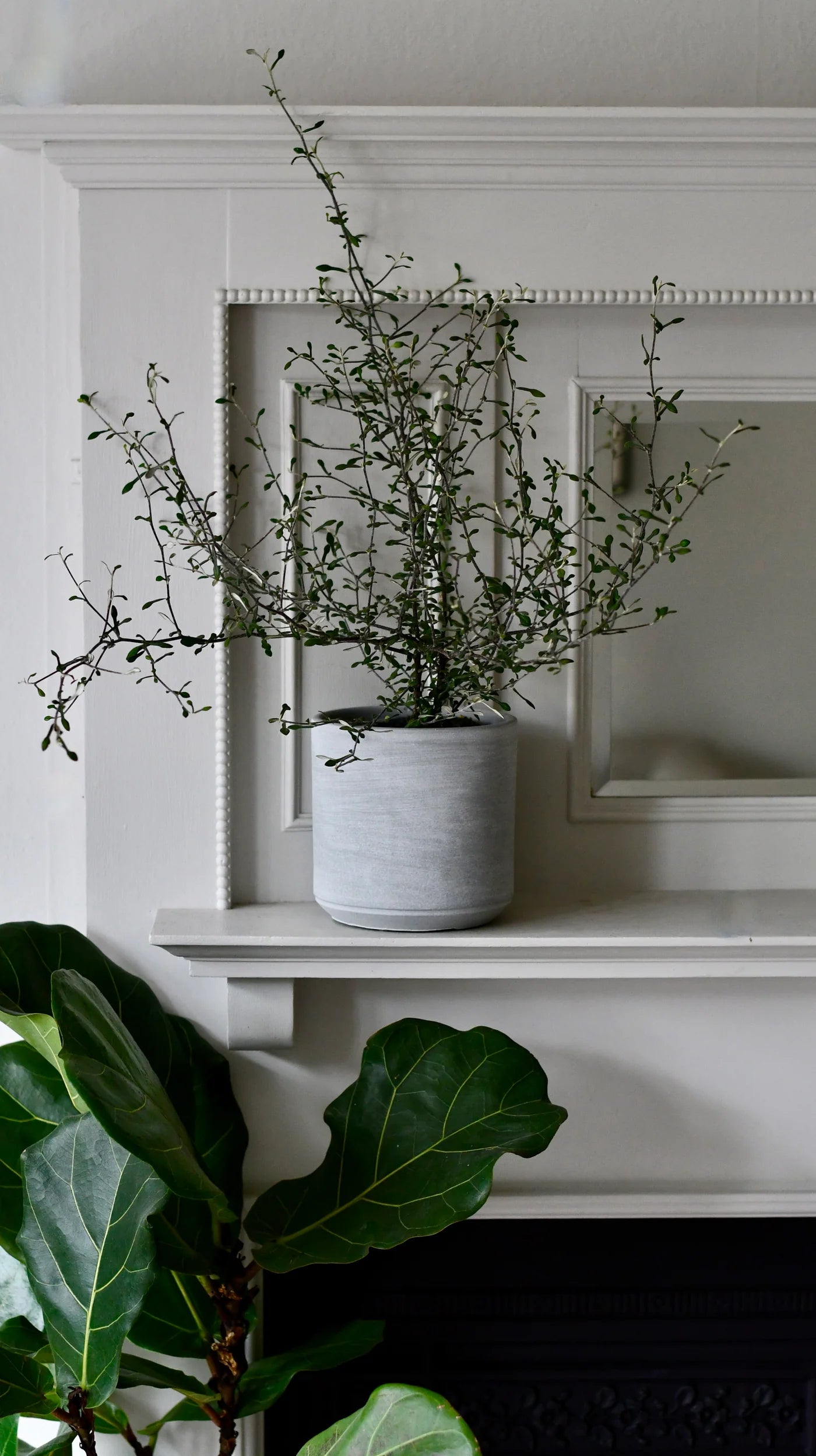 Wire Netting Bush Bonsai Starter (Corokia cotoneaster)