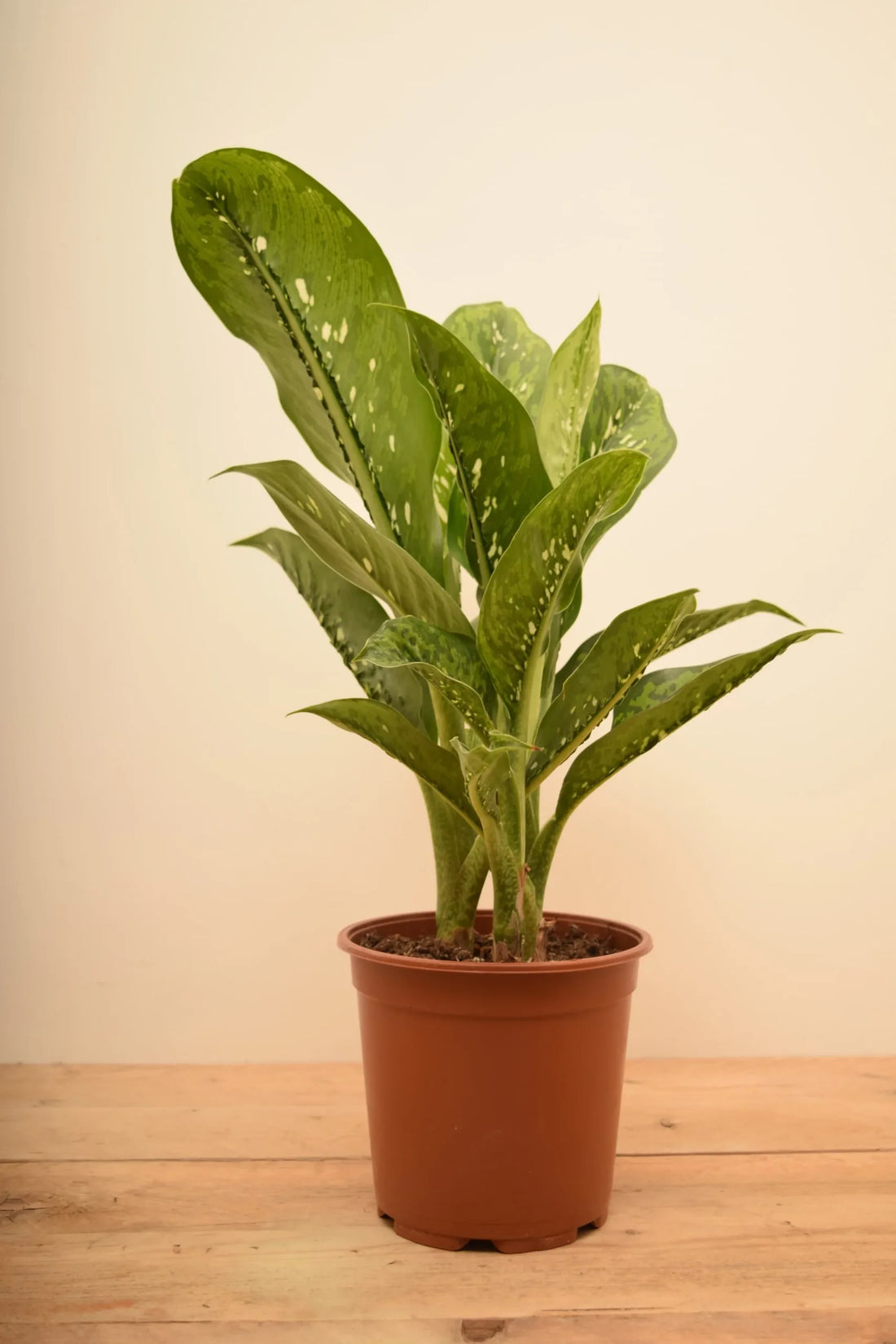 Dieffenbachia 'Crocodile' - Ladybird Nursery