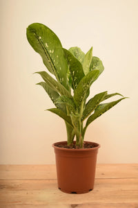 Dieffenbachia Crocodile