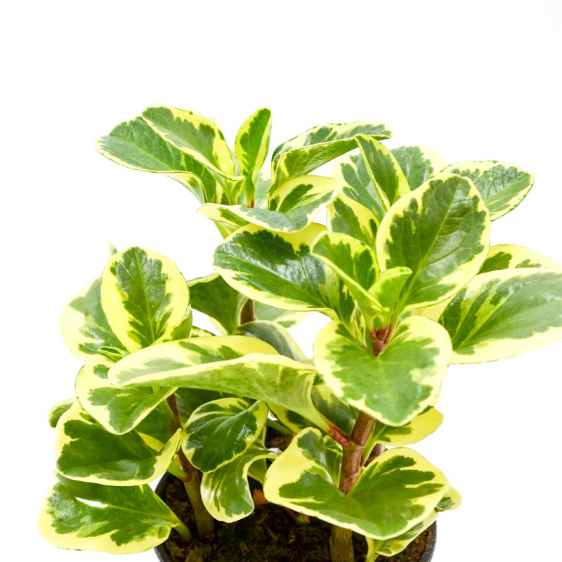 Baby Rubber Plant Variegated (Peperomia obtusifolia)