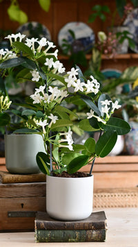 Variegated Madagascar Jasmine variegata (Stephanotis floribunda) - Ladybird Nursery