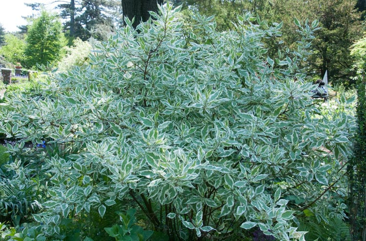 Tatarian Dogwood Elegantissima (Cornus alba)