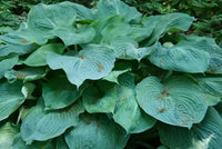 Plantain Lily Blue Angel (Hosta )