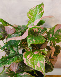 Syngonium Pink Salmon