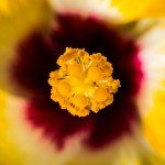 Hibiscus Klahanie Granada - Ladybird Nursery