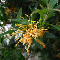 Grevillea Deuagold