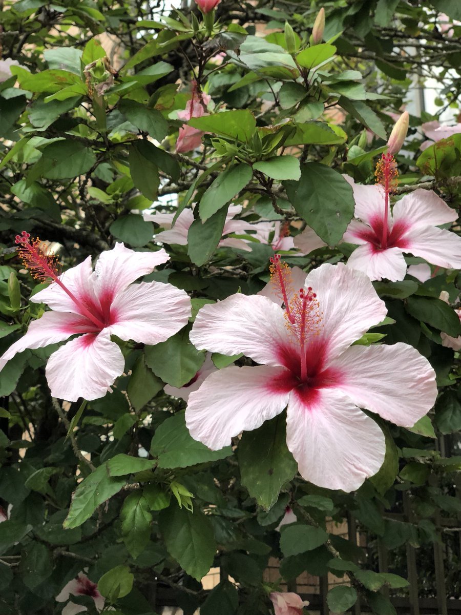 Hibiscus Apple Blossom (Hibiscus rosa - sinensis) - Ladybird Nursery