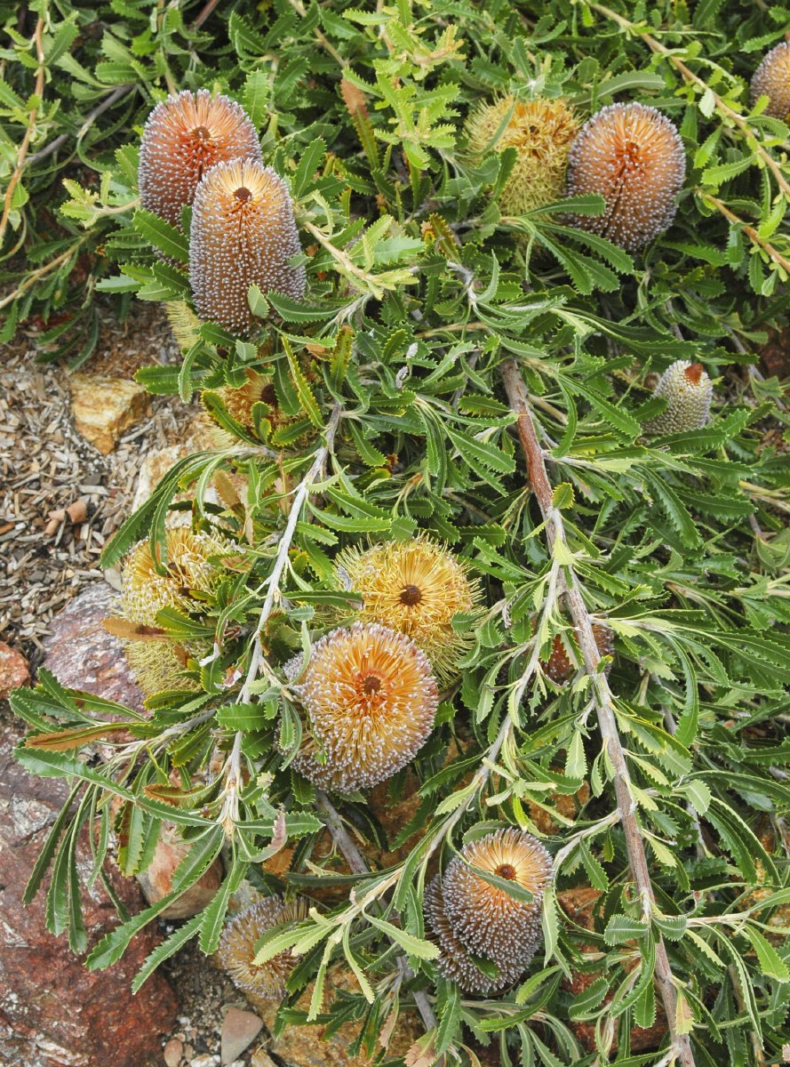 Pygmy Possum Banksia (Banksia serrata)