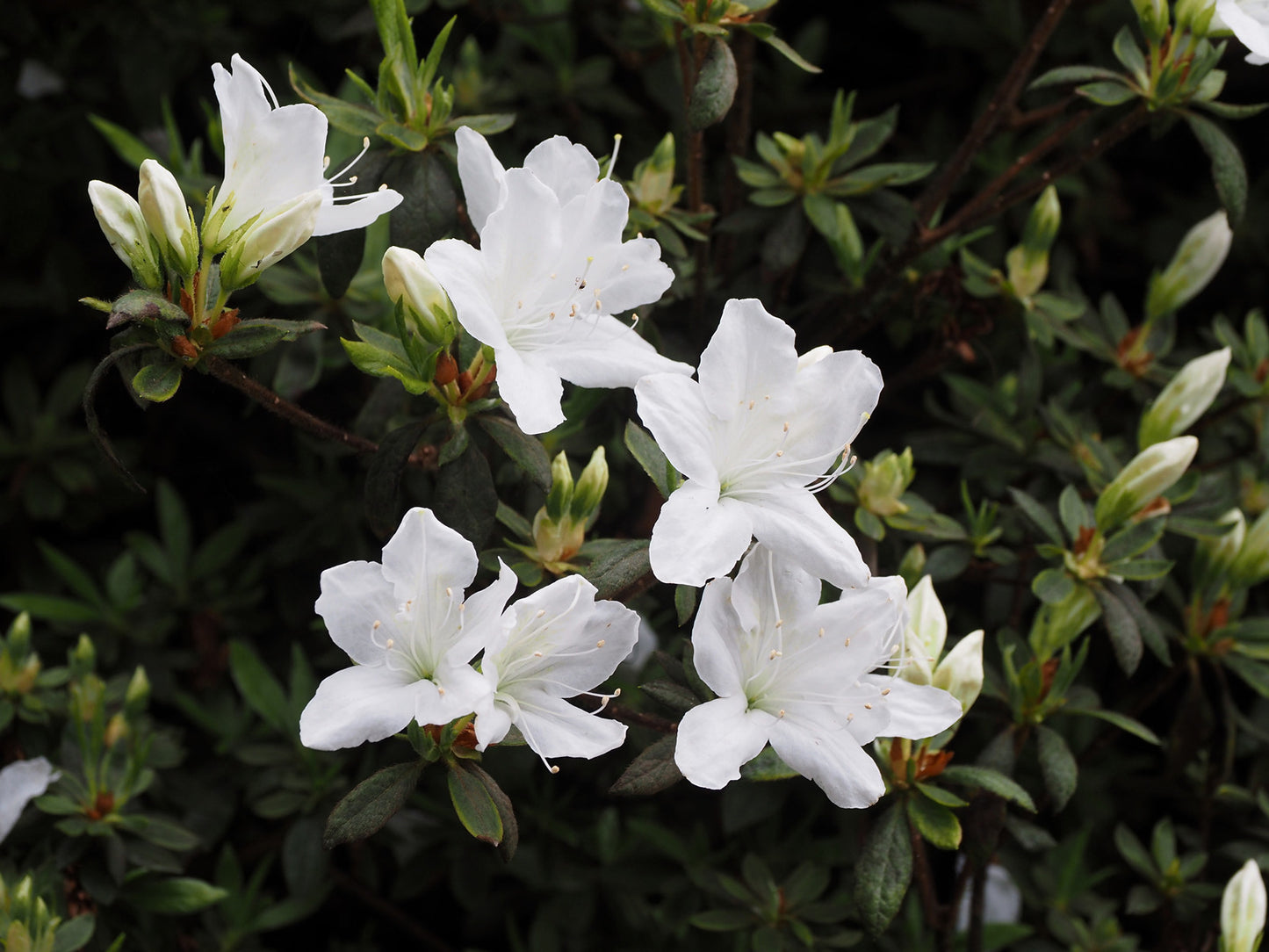 Azalea indica Alba Magna