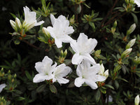 Azalea indica Alba Magna