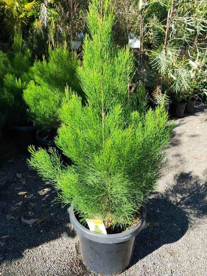 Daintree Pine - Medium