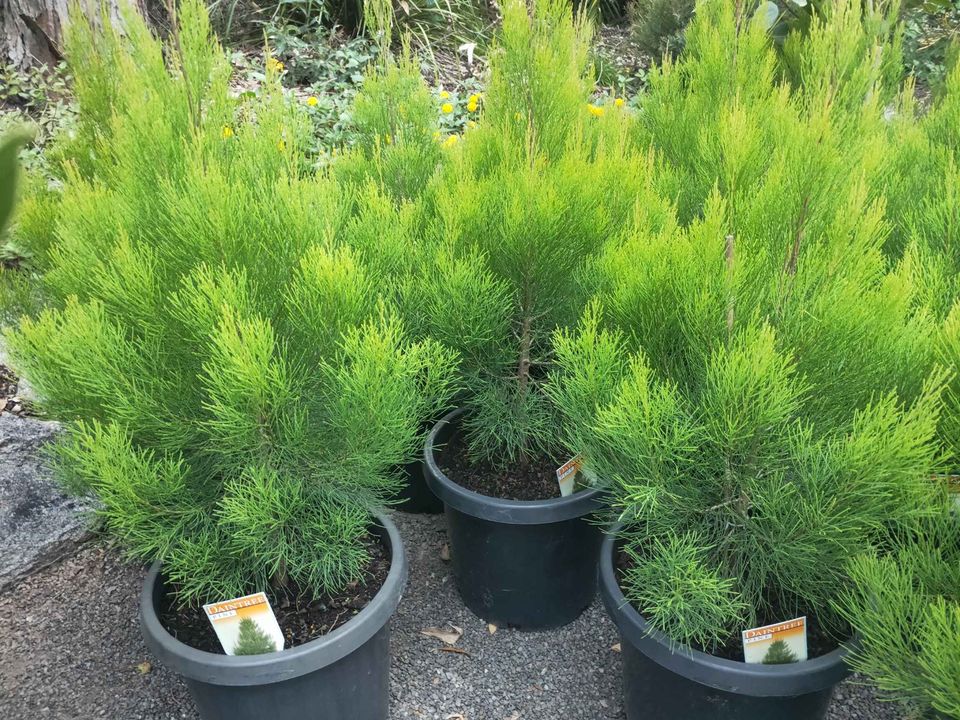 Daintree Pine - Medium