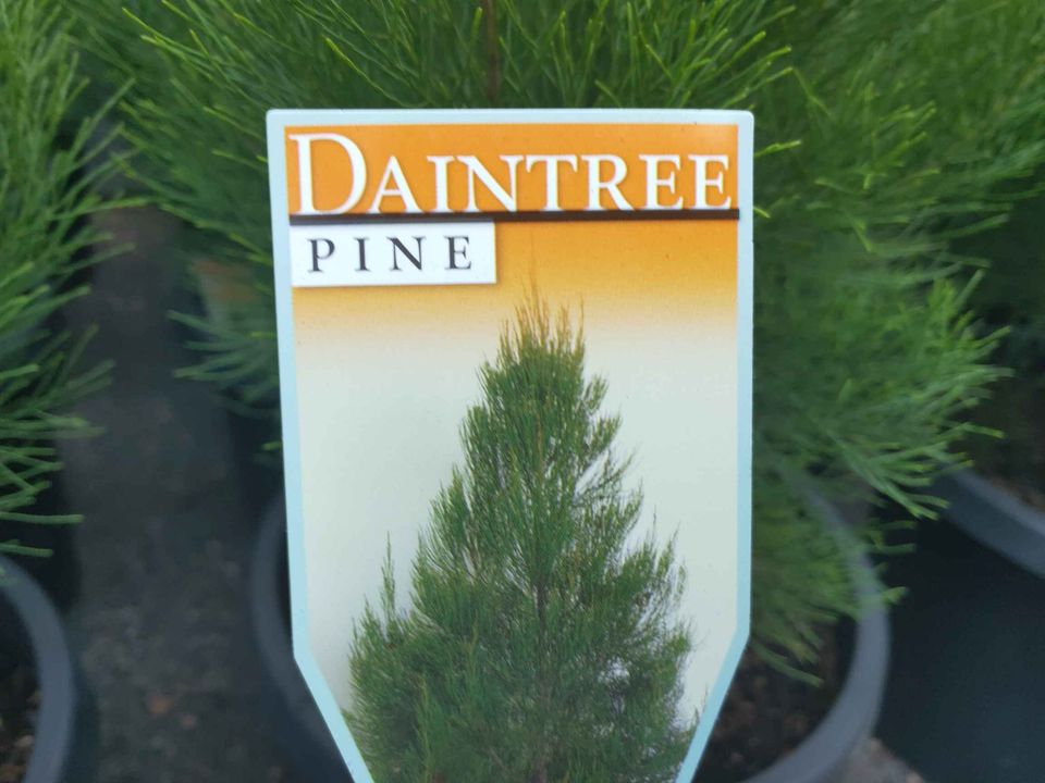 Daintree Pine