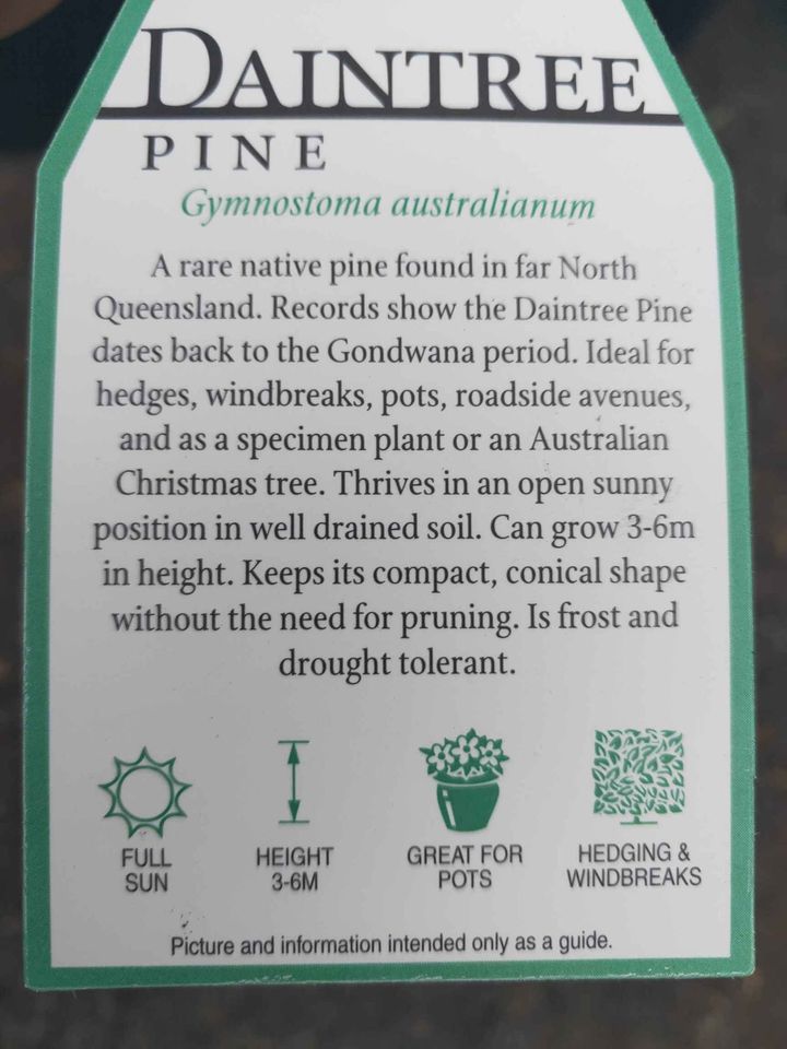 Daintree Pine large (pickup only) - Ladybird Nursery
