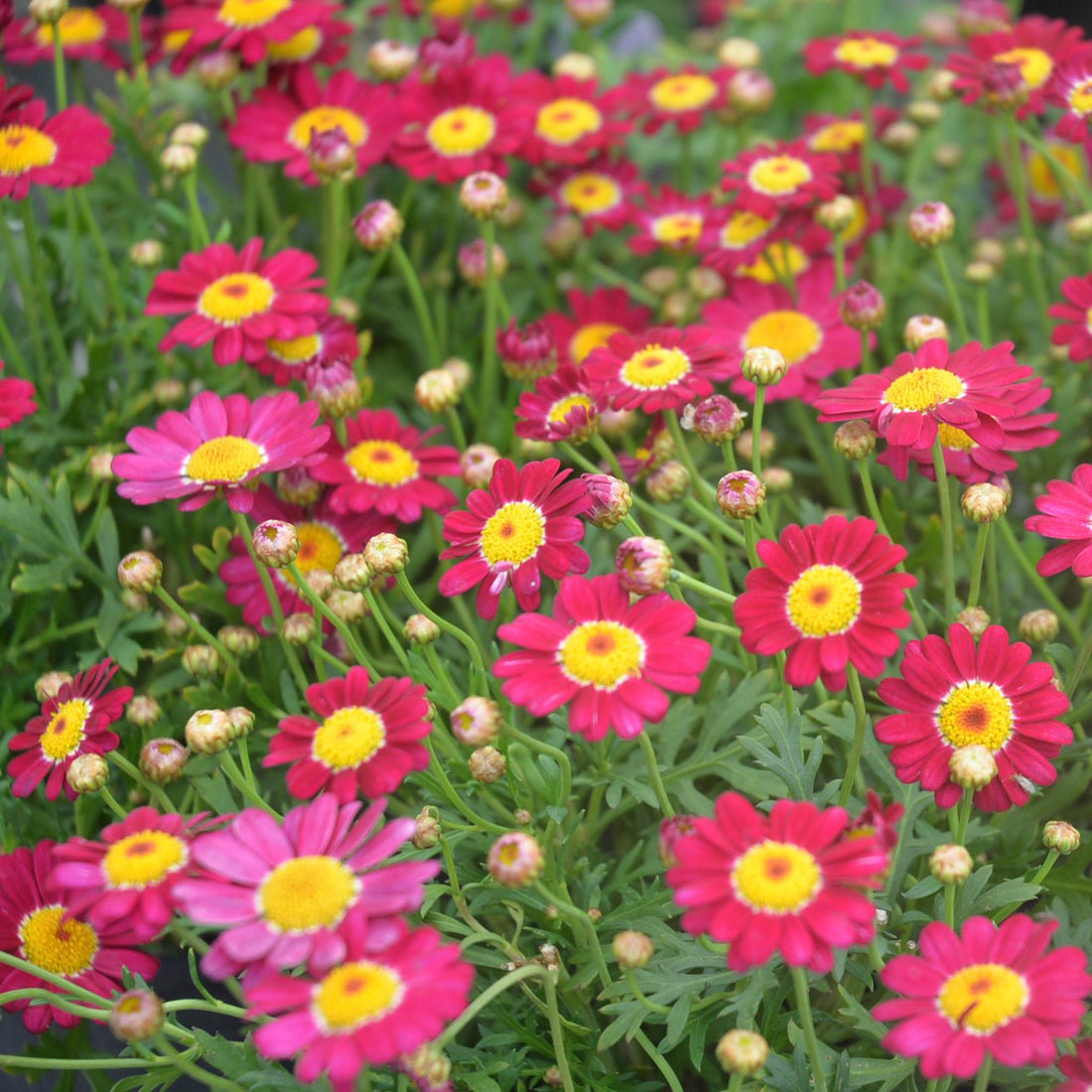 Daisy 'Summit Red' (Argyranthemum) - Ladybird Nursery