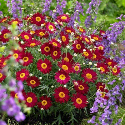 Daisy 'Wine Red' (Argyranthemum) 140mm - Ladybird Nursery