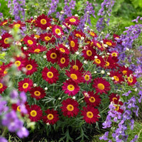 Daisy 'Wine Red' (Argyranthemum) 140mm