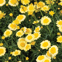 Daisy 'Double Yellow' (Argyranthemum) - Ladybird Nursery