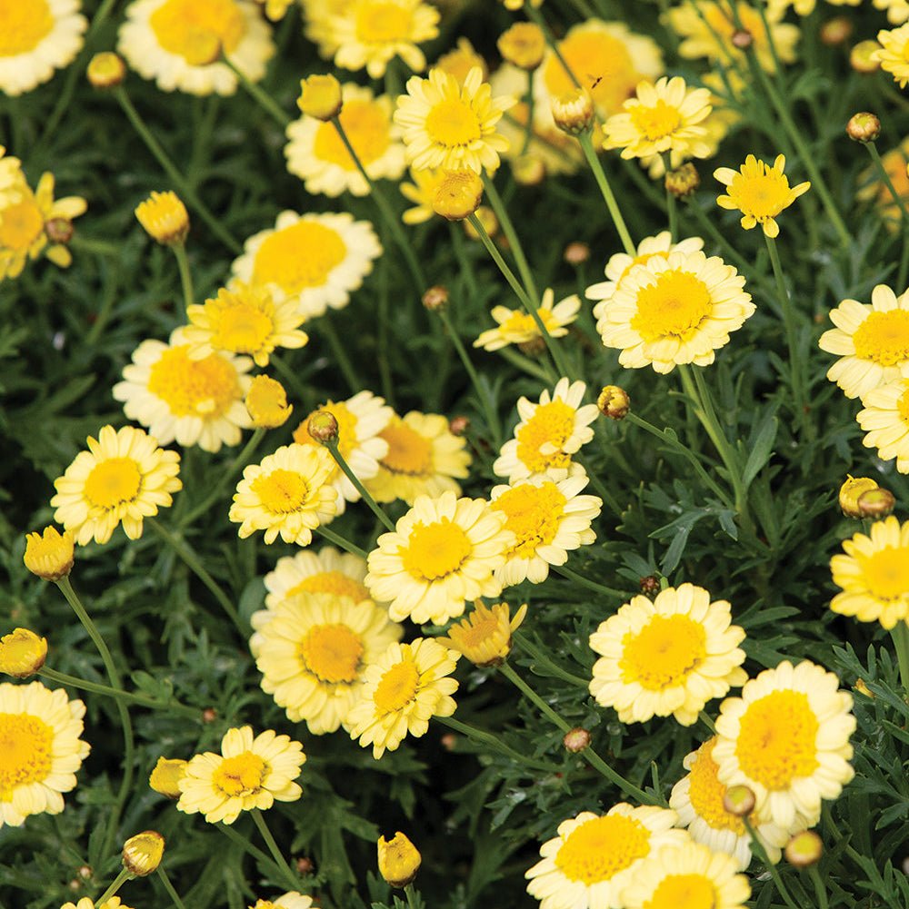 Daisy 'Double Yellow' (Argyranthemum) - Ladybird Nursery