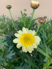 Daisy 'Double Yellow' (Argyranthemum) - Ladybird Nursery