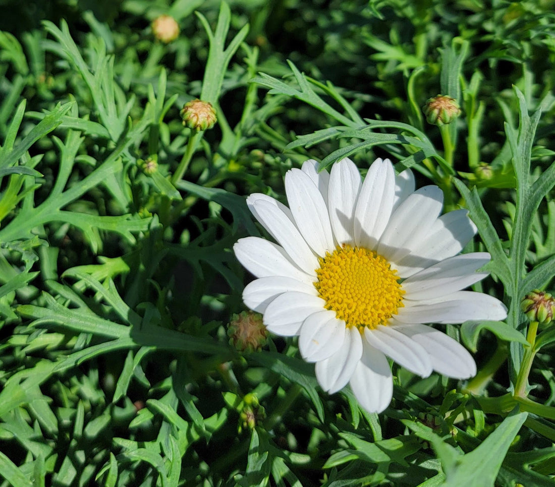Daisy 'Everest White' - Ladybird Nursery