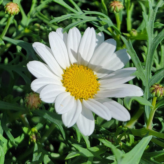 Daisy 'Everest White' - Ladybird Nursery