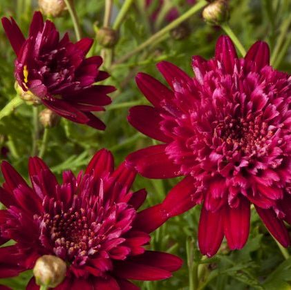 Daisy 'Ruby Queen' (Argyranthemum) - Ladybird Nursery