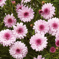 Daisy 'Strawberry Shortcake' (Argyranthemum)
