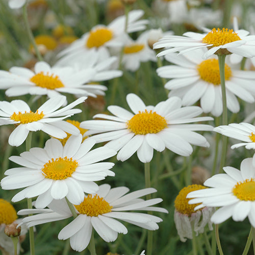 Daisy 'Summit White' (Argyranthemum) - Large