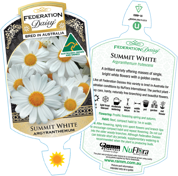 Daisy 'Summit White' (Argyranthemum) - Large