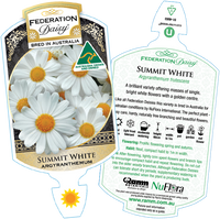 Daisy 'Summit White' (Argyranthemum) - Large