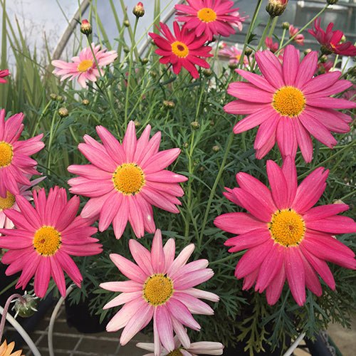 Daisy 'Super Chameleon' (Argyranthemum) - Ladybird Nursery