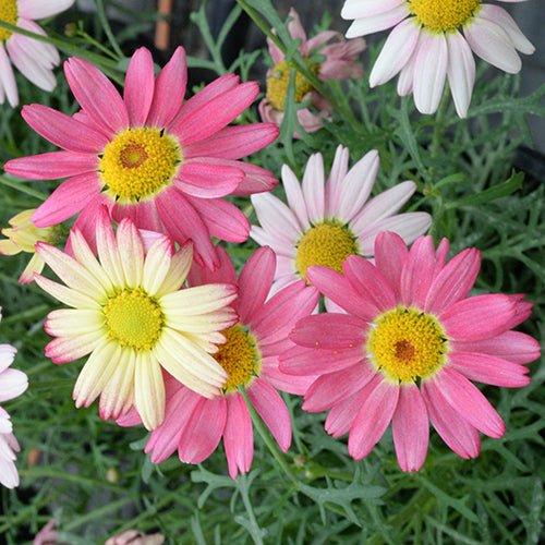 Daisy 'Super Chameleon' (Argyranthemum) - Ladybird Nursery