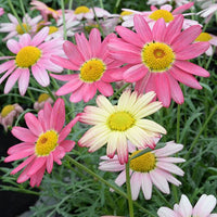 Daisy 'Super Chameleon' (Argyranthemum) - Ladybird Nursery