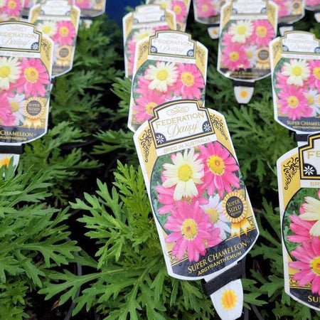Daisy 'Super Chameleon' (Argyranthemum) - Ladybird Nursery