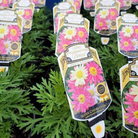 Daisy 'Super Chameleon' (Argyranthemum) - Ladybird Nursery